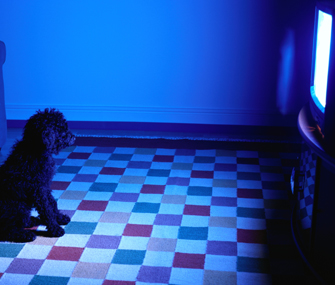 Dog watching TV in the dark Dog watching TV in the dark